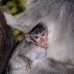 monkey_macaque_balinese_mf_ubud_v_0219_bal0219.jpg